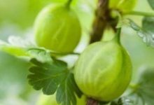 醋栗的养殖方法 - 识趣