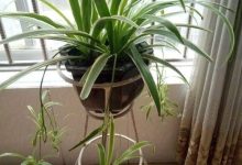 吊兰冬天怎么过冬 - 识趣