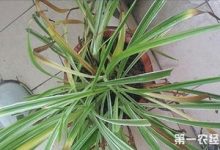 百合竹叶子发黄怎么办 黄叶枯萎的原因及补救办法 - 识趣