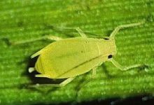 小红衣生虫了怎么办 常见的病虫害防治 - 识趣