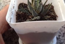 幸福树怎么养殖,根部发黄怎么办 - 识趣