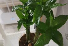 米竹黄叶怎么处理 - 识趣