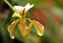 兜兰的花期管理 - 识趣