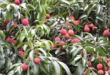 荔枝树和龙眼树的区别 - 识趣