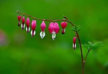 荷包牡丹的花语和寓意,有什么传说故事 - 识趣