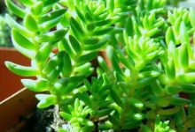 白花小松叶子发蔫怎么办 - 识趣