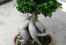 沙西榕树盆景 - 识趣