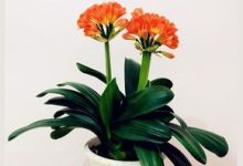 君子兰是兰花的一种吗 - 识趣