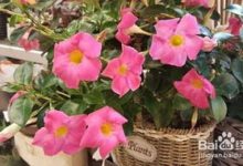 地栽飘香藤冬天怎么养护 - 识趣