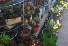 10种法师多肉，半年能长1米高，个个霸气侧漏！ - 识趣