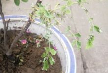 玫瑰花叶子卷曲是什么病,叶子卷曲怎么办 - 识趣