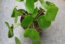 镜面草的繁殖方式有哪些 - 识趣