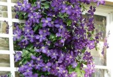 6种爬藤花,种上就能收获1面花墙! - 识趣