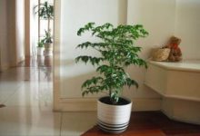 富贵树枝干下垂怎么办 - 识趣