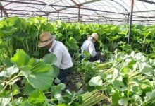 蜂斗菜的养殖方法 - 识趣