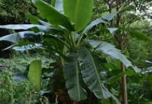 香蕉树和芭蕉树的区别 - 识趣