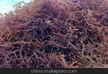 海里的植物有什么 - 识趣