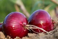 吃完洋葱可以吃蜂蜜吗 吃完洋葱多久能喝蜂蜜 - 识趣