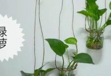 绿植长得慢怎么办? - 识趣
