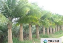 国王椰子的养殖方法 - 识趣