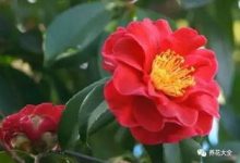 我的前半生,赚钱--买花--养死,再赚钱--买花--养死…… - 识趣