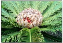 铁树什么季节发芽 - 识趣