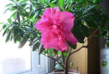 家庭养花不可不知的小常识 - 识趣