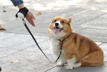 狗狗三顿变两顿需要过度么 - 识趣