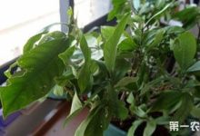 栀子花叶子干枯怎么办 - 识趣