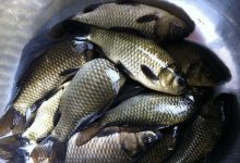 鲫鱼有大个的吗 - 识趣