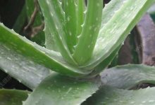 芦荟喜阴还是喜阳? - 识趣