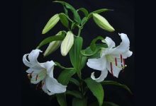 盆栽百合杆发黑的原因 - 识趣