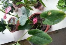 万代兰叶子黄了怎么办 黄叶枯萎的原因及补救办法 - 识趣