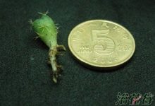 仙人球新生的小球要怎么处理 - 识趣