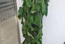 绿萝蔫了怎么补救 - 识趣