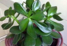 燕子掌怎么修剪 - 识趣