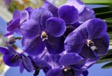 新买的万代兰怎么养 - 识趣