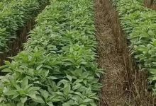 辣椒亩产量一般多少斤 产量高的种植方法 - 识趣