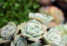 多肉玫瑰怎么养 - 识趣