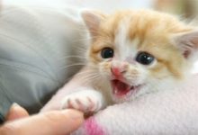 40天的小猫能吃猫粮吗 - 识趣