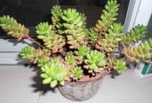 玉米石和虹之玉的区别 - 识趣
