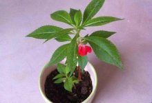 凤仙花几天浇一次水 - 识趣