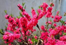碧桃的花语和传说 - 识趣