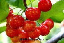郭家庄樱桃 - 识趣
