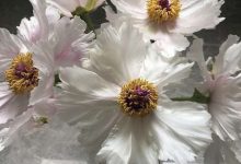 岩牡丹的花语和传说 - 识趣