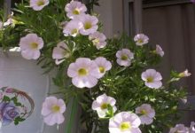 百万小铃是一年生还是多年生 - 识趣