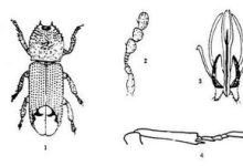 窃蠹虫如何消灭 - 识趣