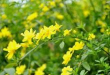 迎春花叶子发黄怎么办 黄叶枯萎的原因及补救办法 - 识趣