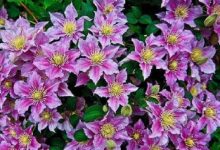 转子莲的养殖方法和注意事项 - 识趣