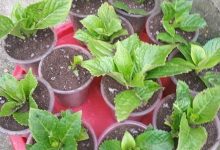 绣球花的扦插方法 - 识趣